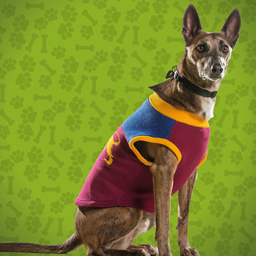 Brisbane Lions Large Dog Jumper - Image 2