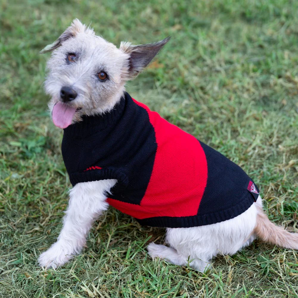 Essendon Dog Jumper - Small