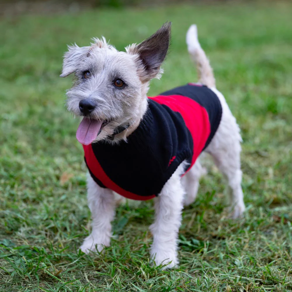 Essendon Dog Jumper - Small - Image 2