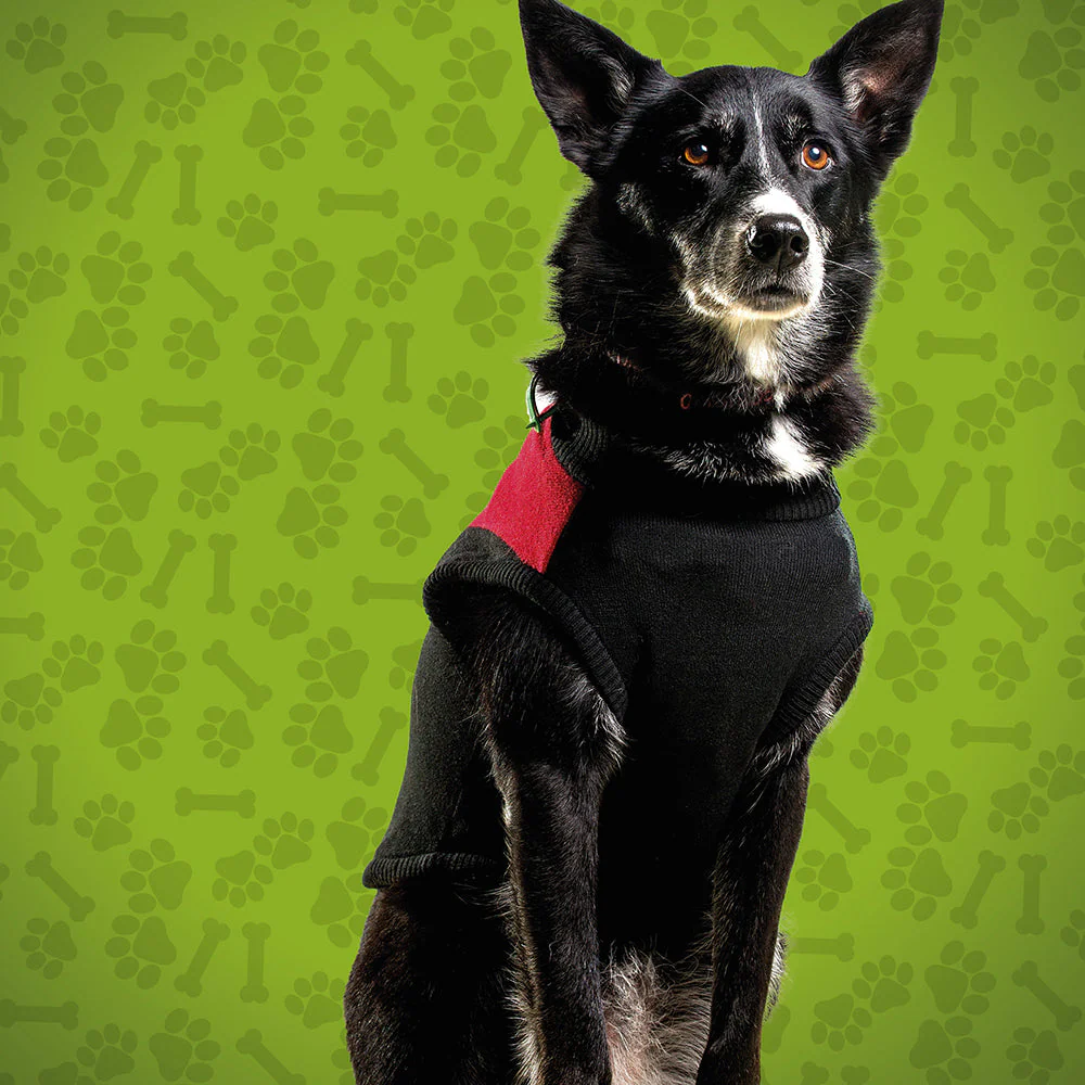 Essendon Medium Dog Jumper - Image 2