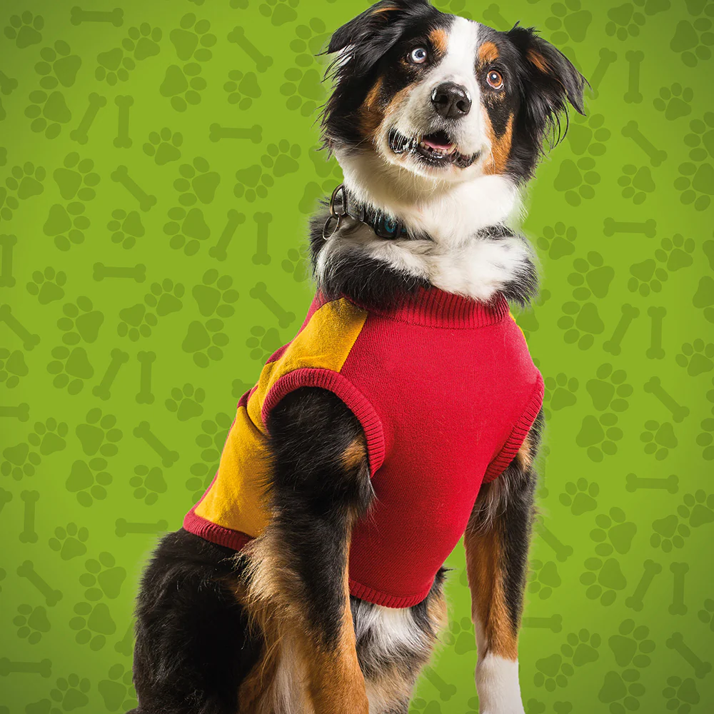 Gold Coast Suns Small Dog Jumper