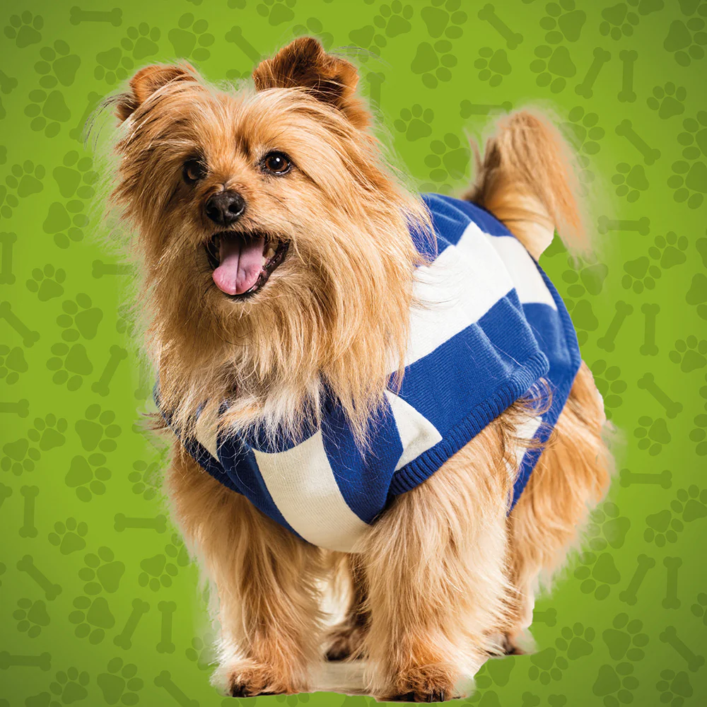 North Melbourne Small Dog Jumper