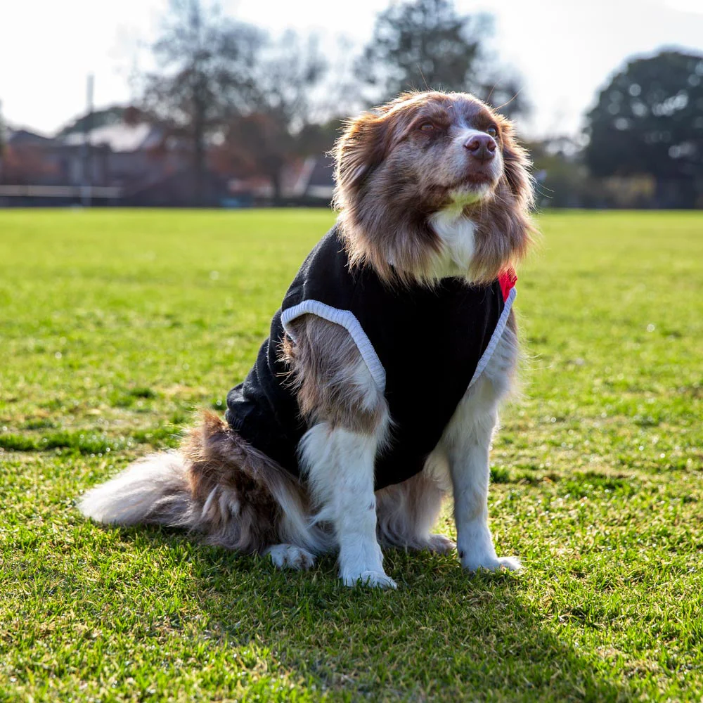 St Kilda Dog Jumper - Large - Image 2