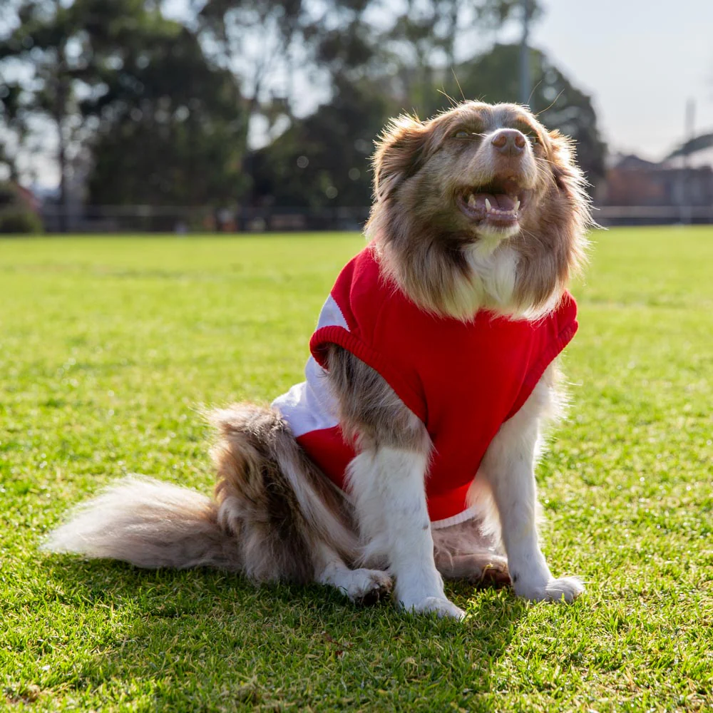 Sydney Swans Dog Jumper - Large - Image 2